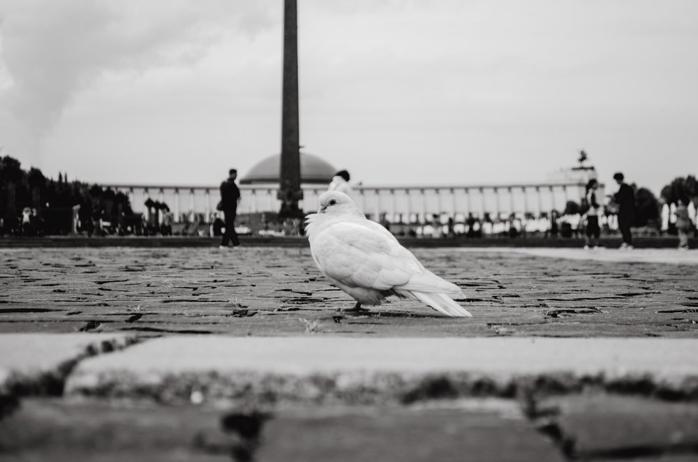 Photograph by Ирина Белова