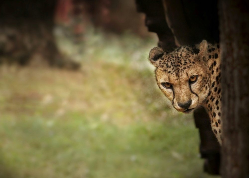 Photograph by Sai kumar Bheemanaboina