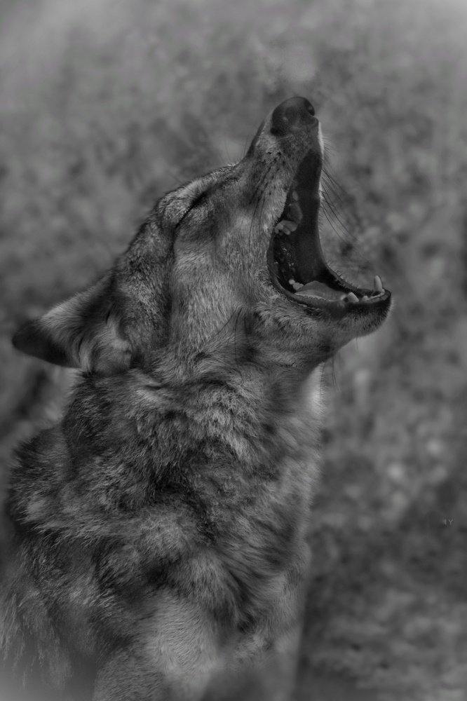 Screaming of wild Indian wolf