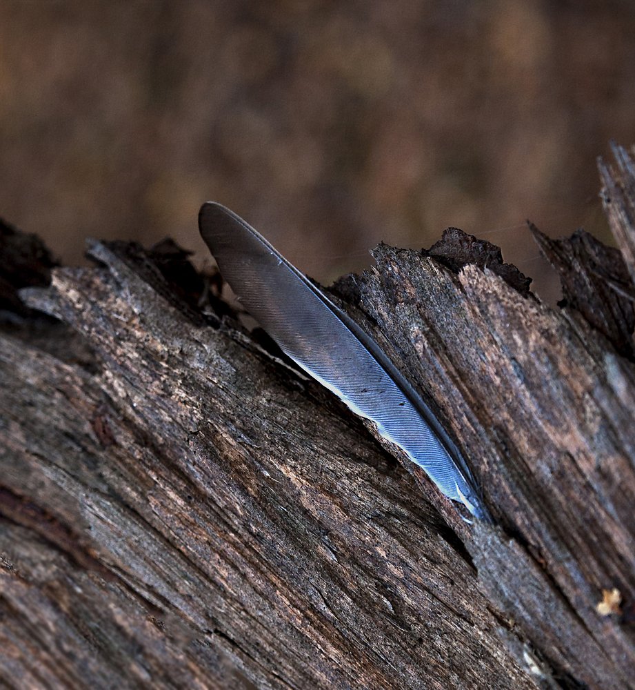 Photograph by Svetlana