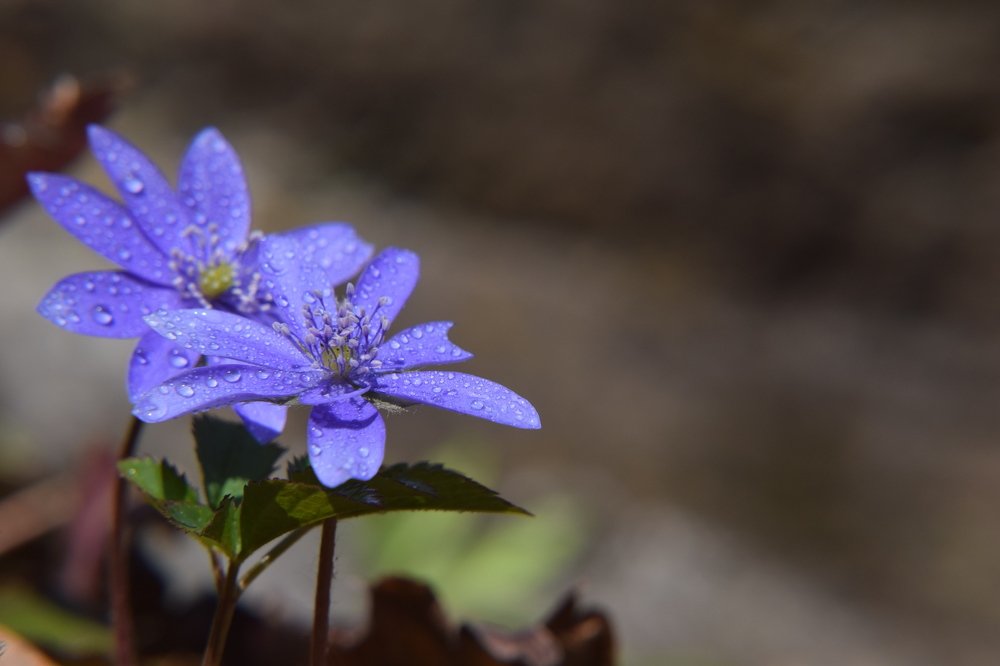 Blue dreams