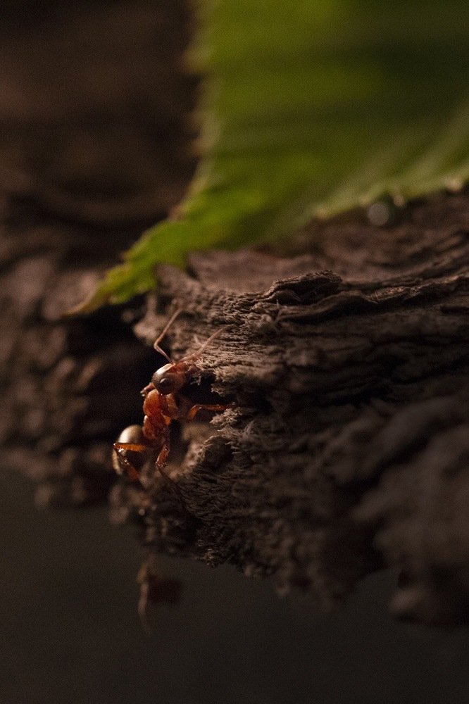 Photograph by Светлана Назарова