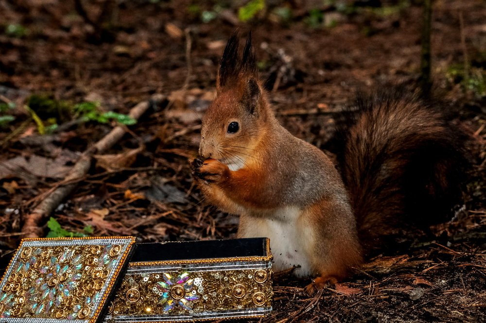Белка песенки поет да орешки все грызет!