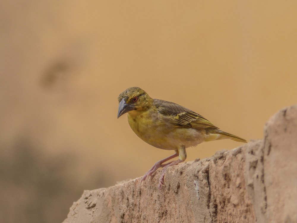 Photograph by kabirou mohamed