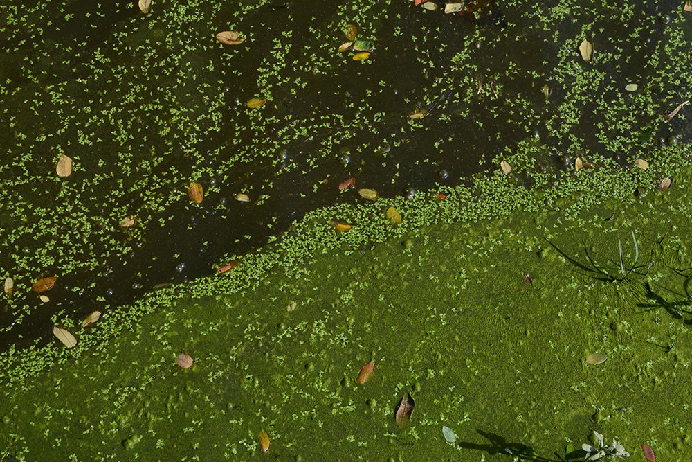 Photograph by  MD DIDARUL ALAM CHY