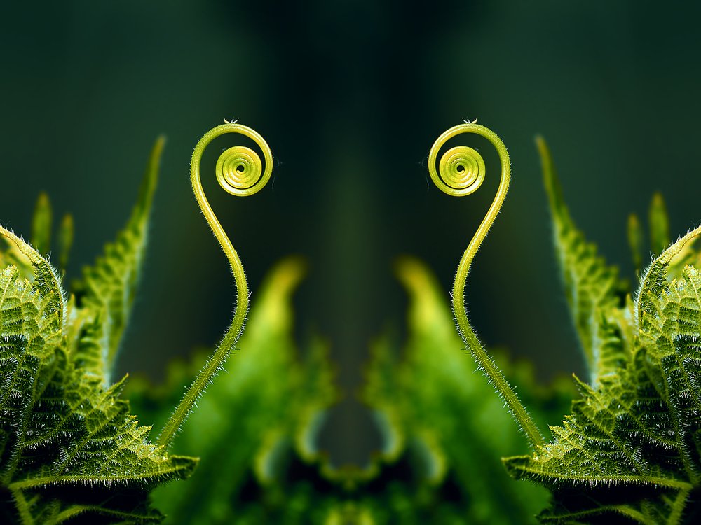 Мистер Крабс...