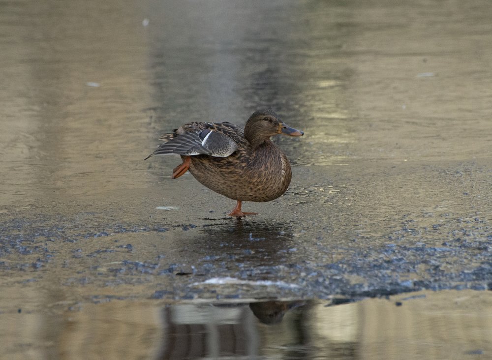 Photograph by Воинков Олег Викторович