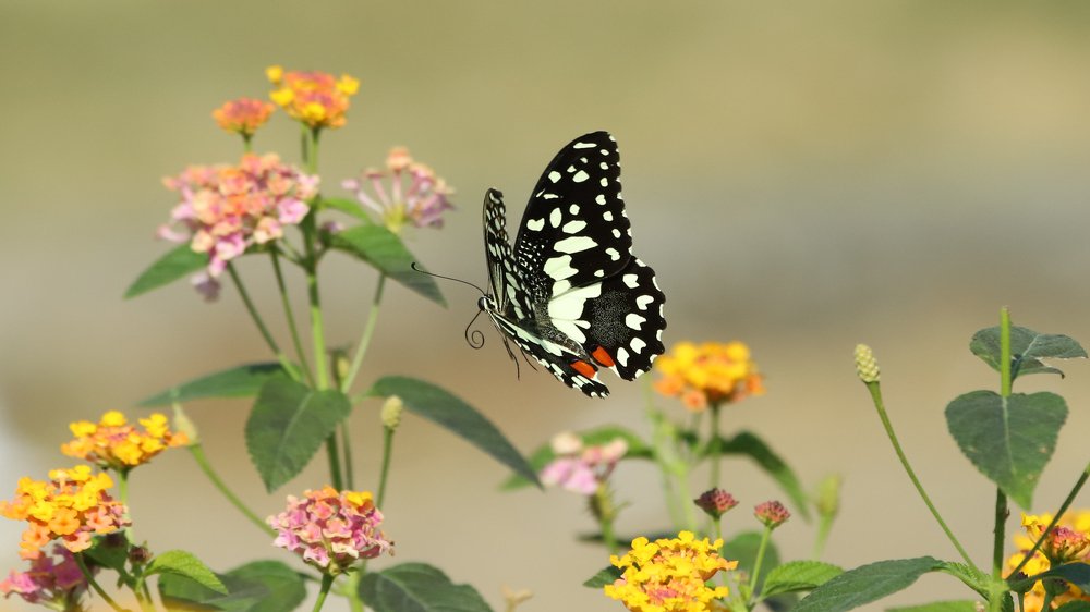 Photograph by Đỗ Tuấn
