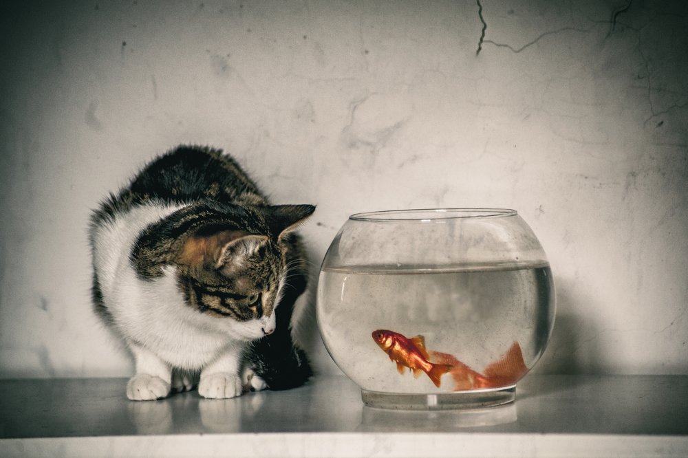 Photograph by DAMOUN POURNEMATI