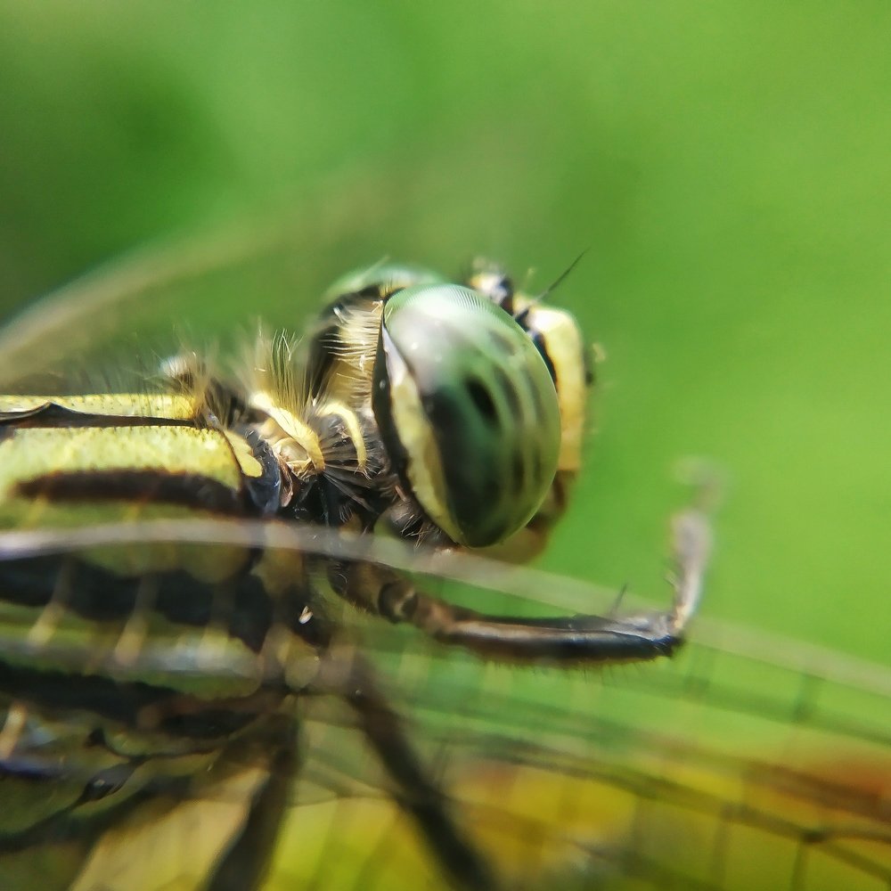 Macro@Mobile