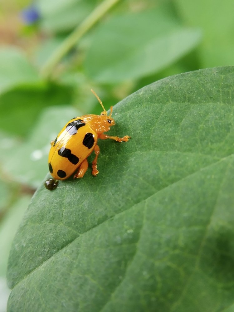 Macro@Mobile