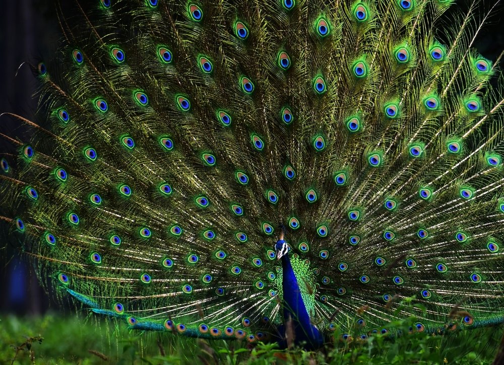 Beauty of peacock