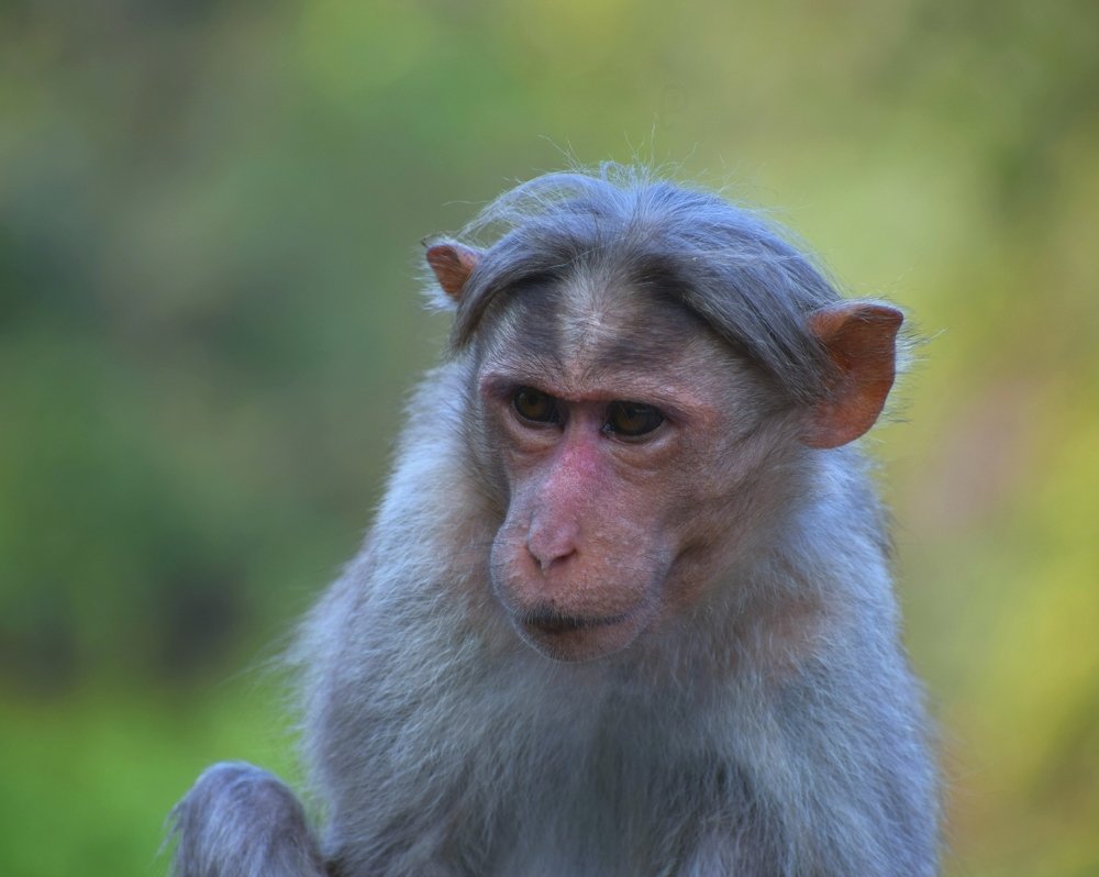 Photograph by Prabanjan Prabanjan karuppusamy