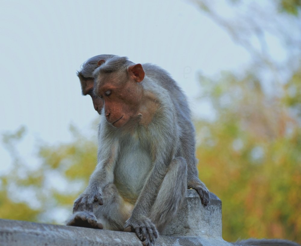 Photograph by Prabanjan Prabanjan karuppusamy