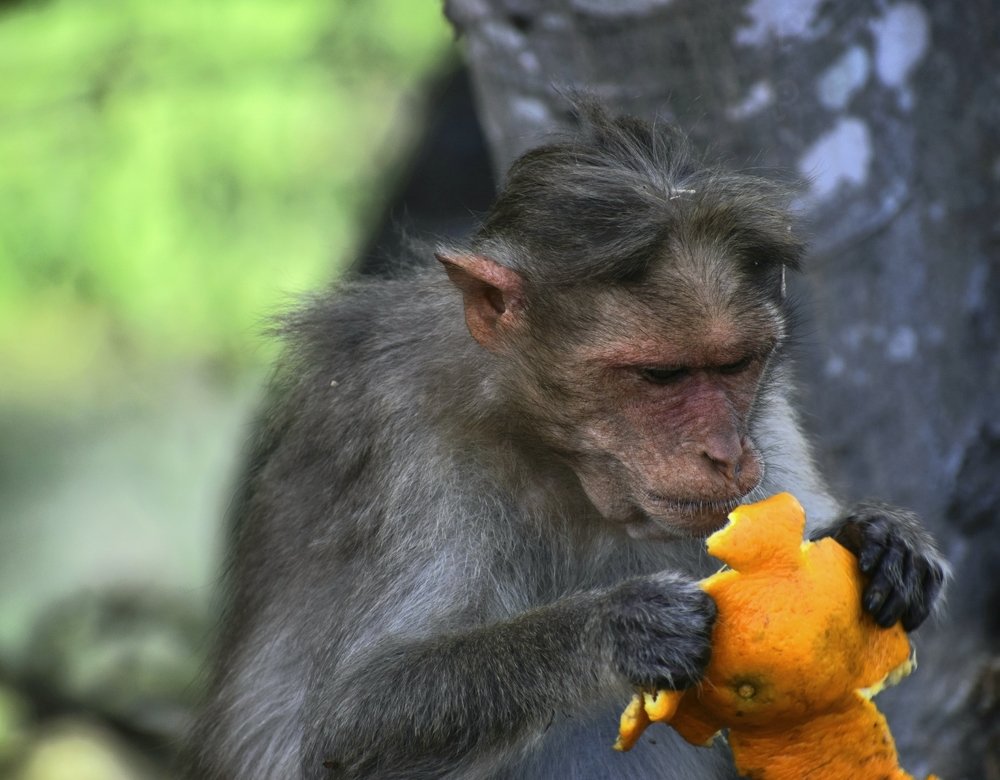 Photograph by Prabanjan Prabanjan karuppusamy