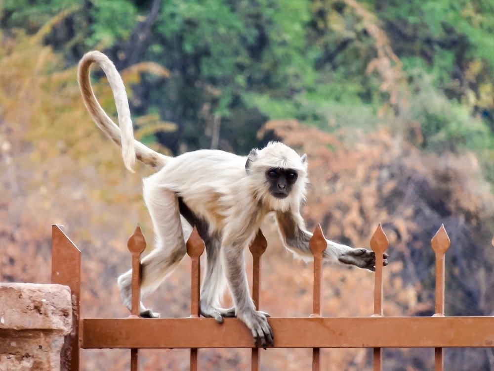 Photograph by Shourya Dadhich