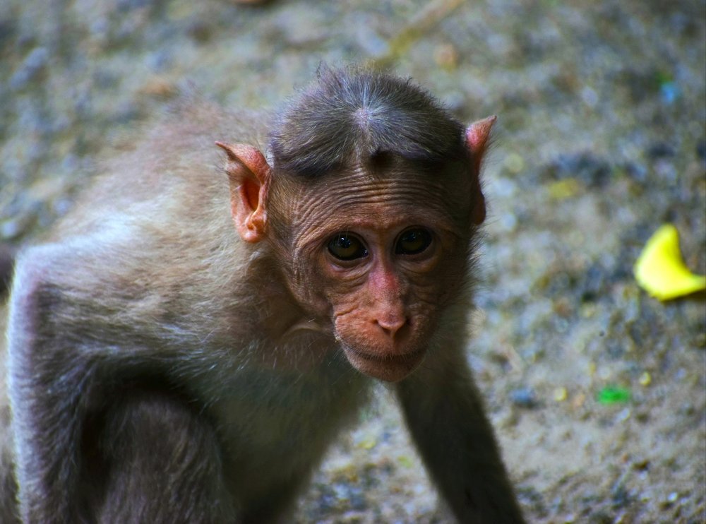 Photograph by Prabanjan Prabanjan karuppusamy