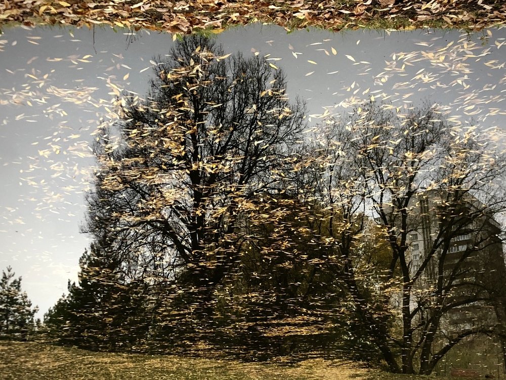 Autumn metamorphoses. Осенние метаморфозы