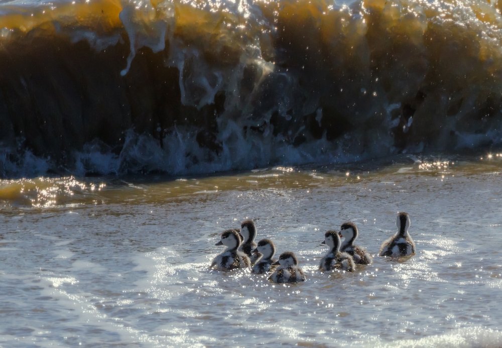 Девятый вал