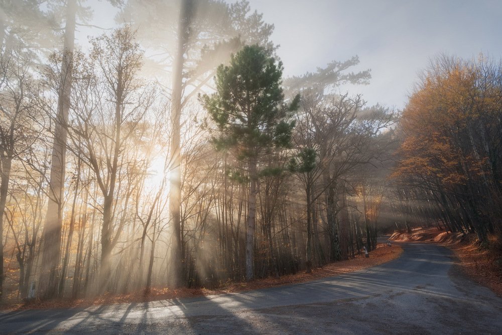 Тени тумана