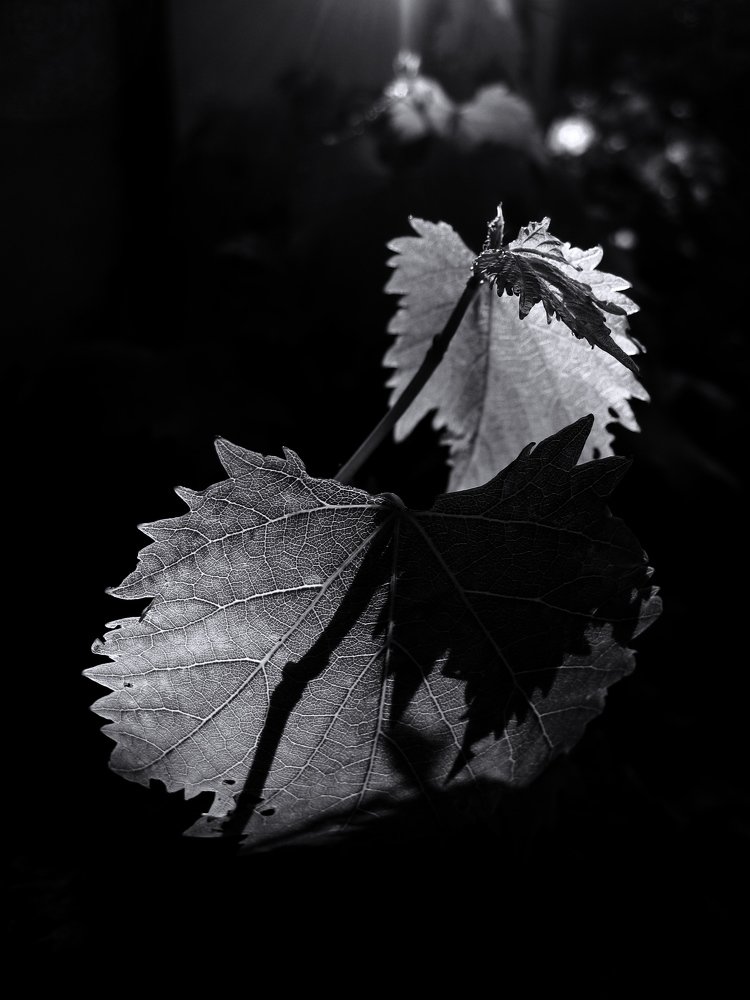 Photograph by Александр Рыбак