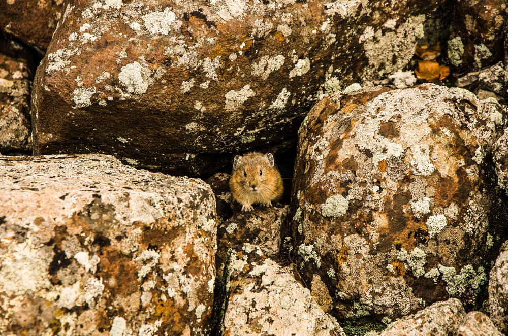 Что, опять без орехов пришел?