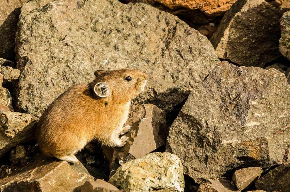 Ну вот ты и попался!