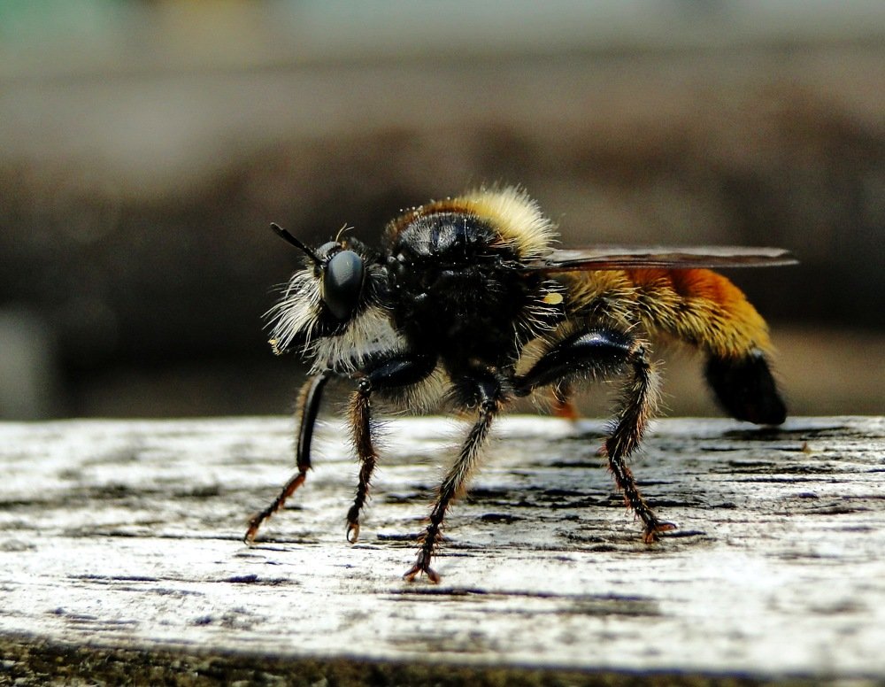 Ктырь горбатый