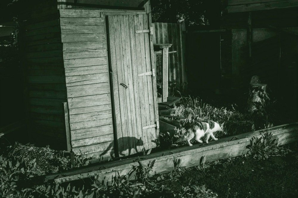 Photograph by Юлия Ломаева