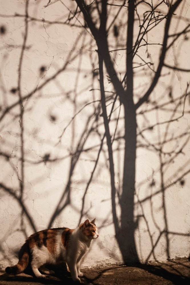 Photograph by Юлия Ломаева