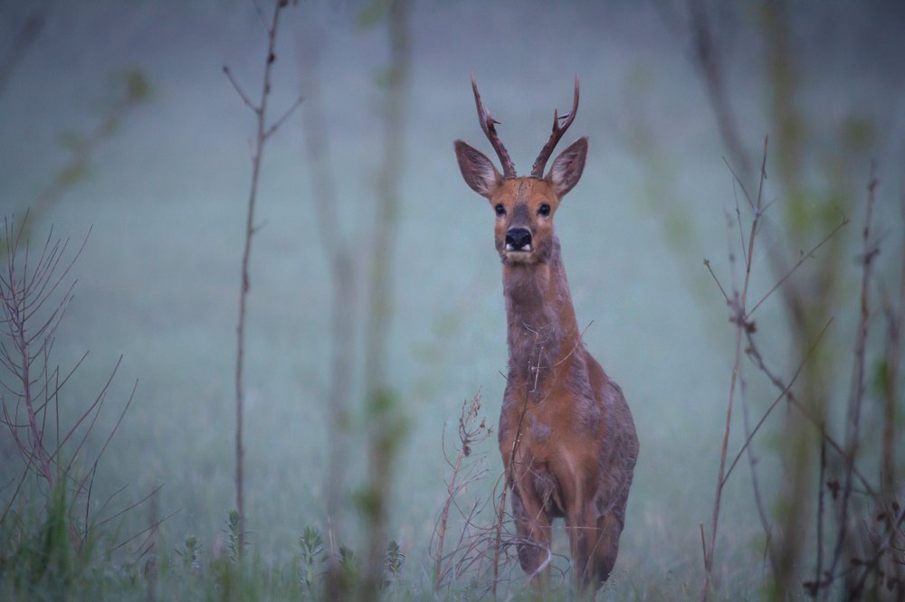 Photograph by Кобец Дмитрий