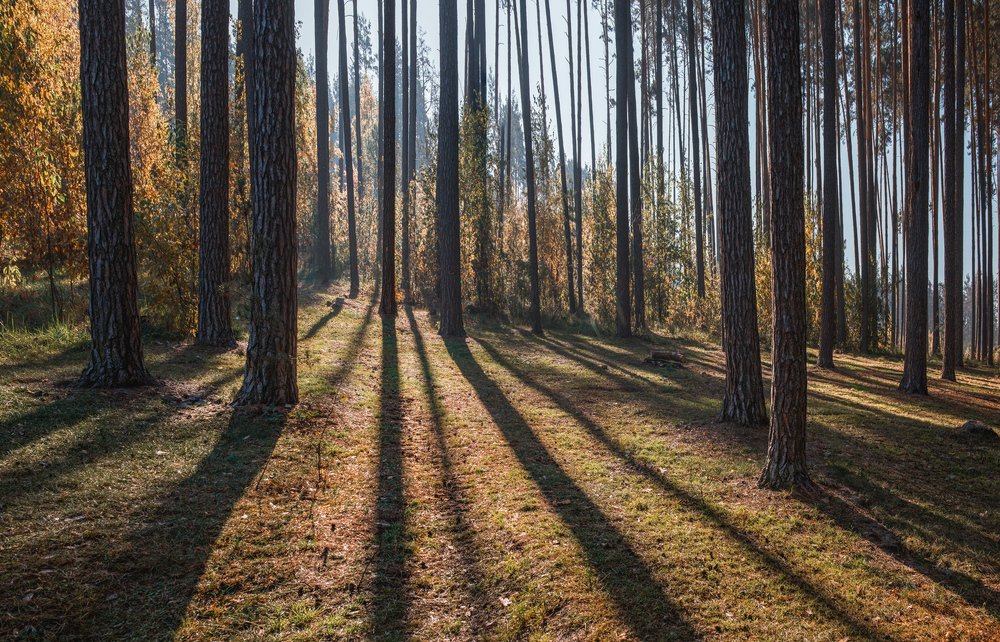 Лесные тени