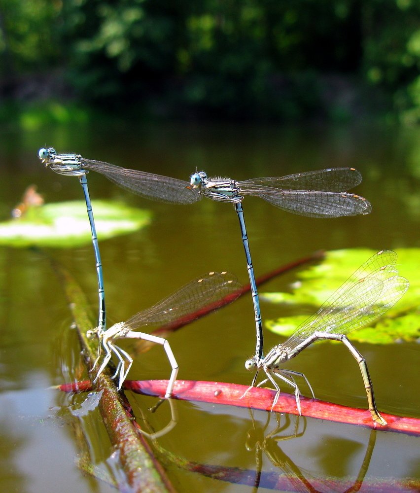 Photograph by Александр Рыбак