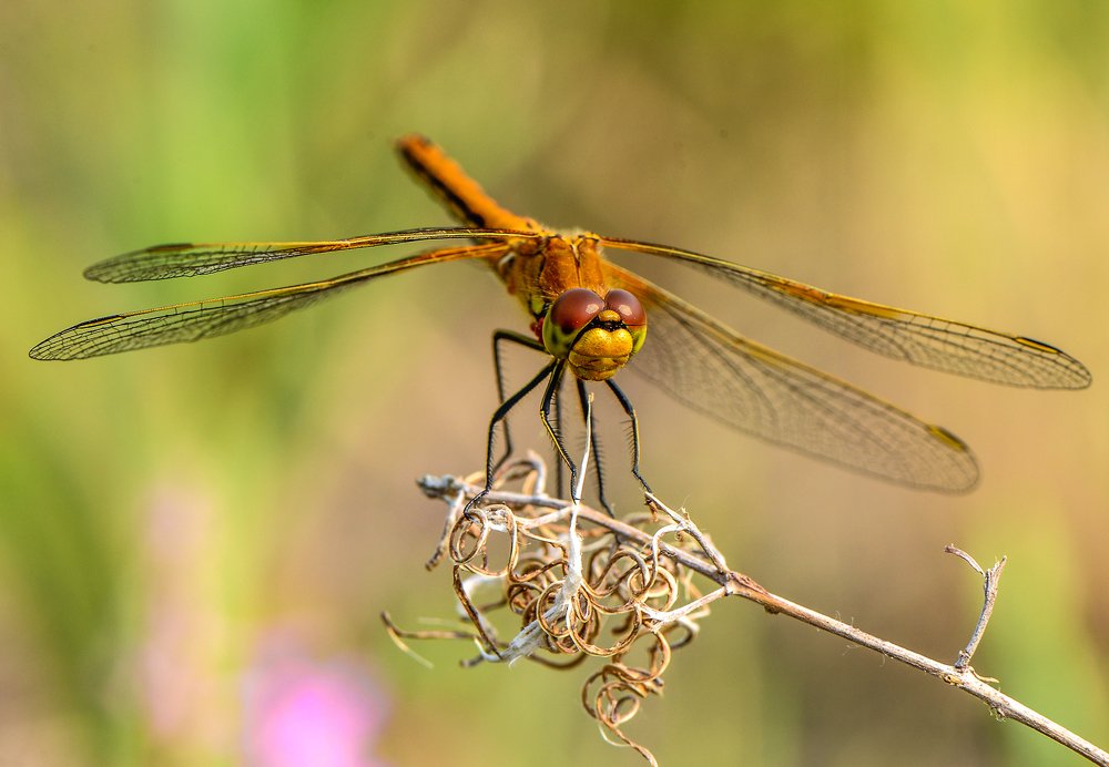 Photograph by Александр Шипиленко