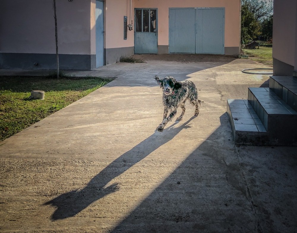 Dog and shadow