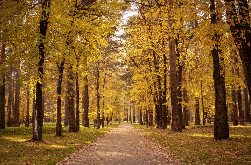 Золотой лес