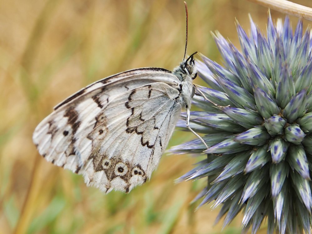 Photograph by Abdolreza Aleagha