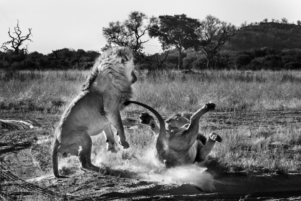 A war and the trophy