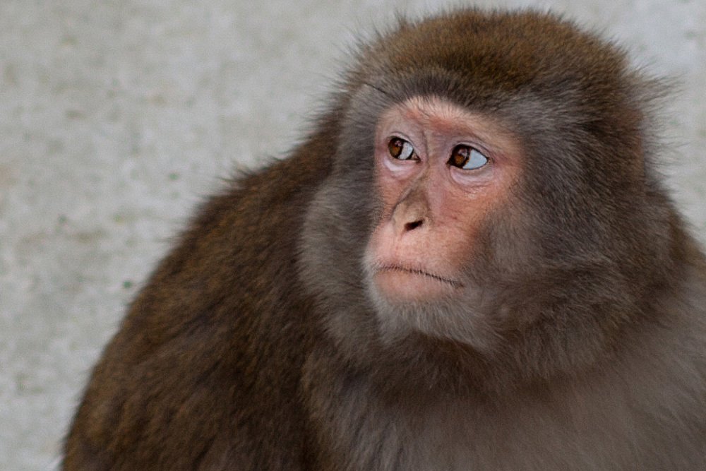 Фотография автора Сергей Низовцев