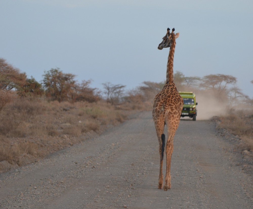 Движение по встречке