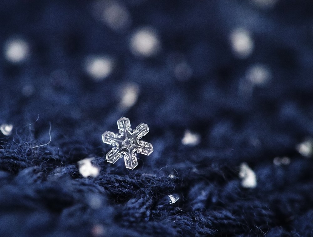 Rose of Winter's Wind
