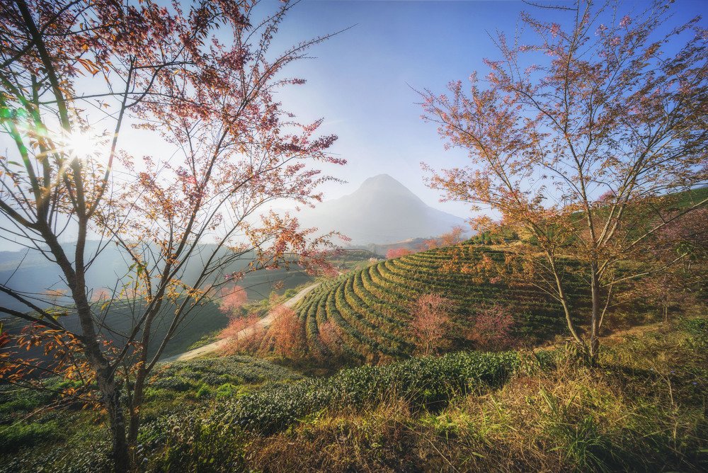 Фотография автора TRAN NGUYEN Quoc Hung