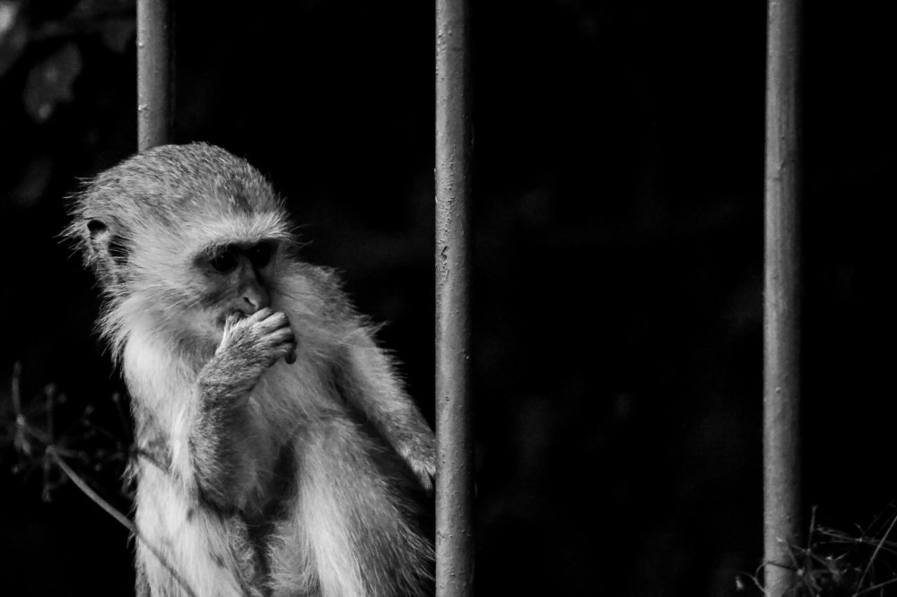 Thoughtful