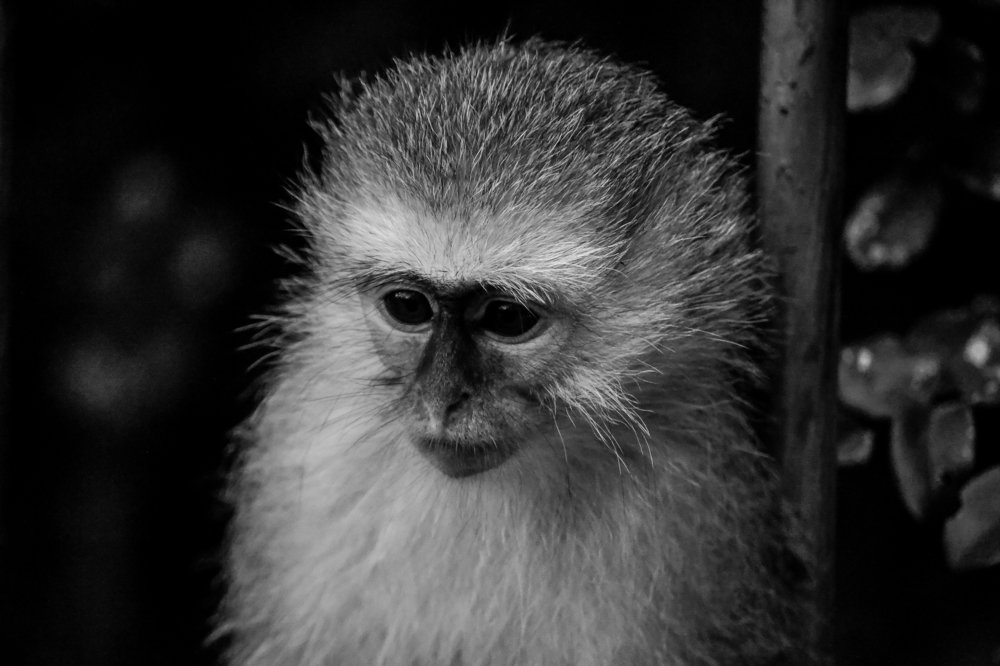 Thoughtful