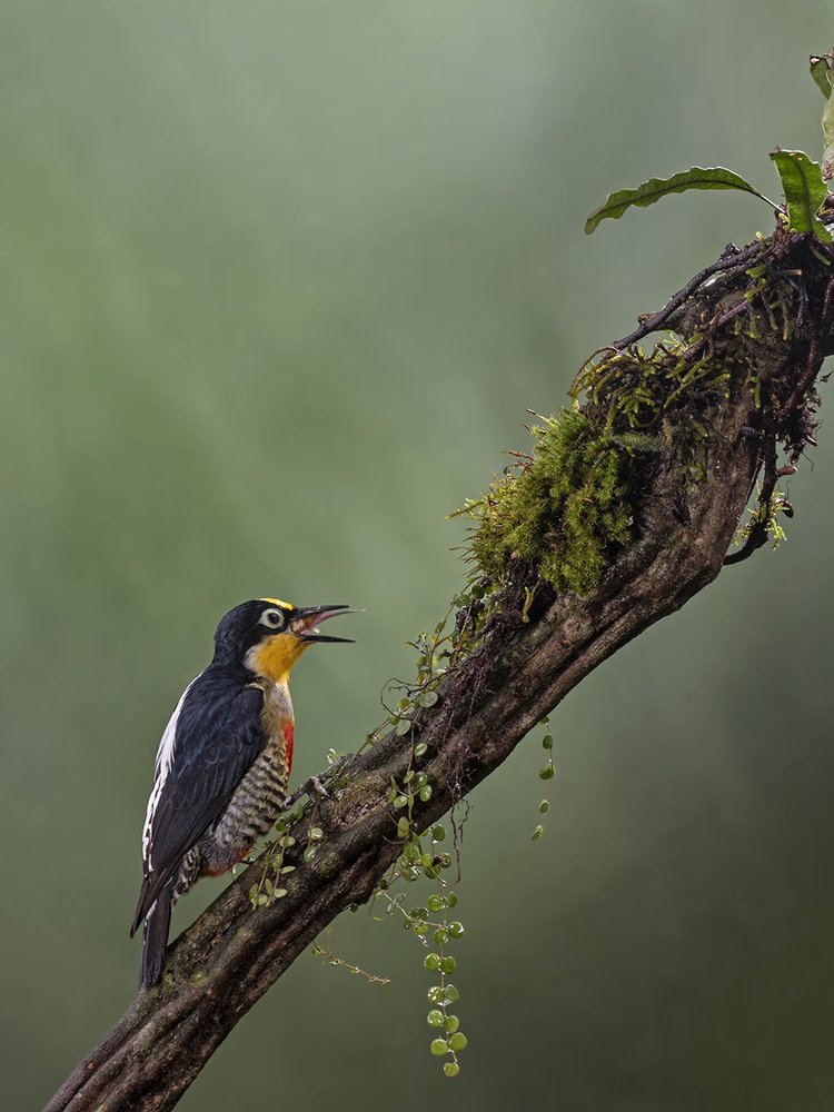 Photograph by Esteban Argerich