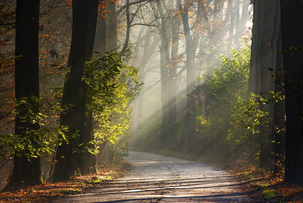 Photograph by  MiroM