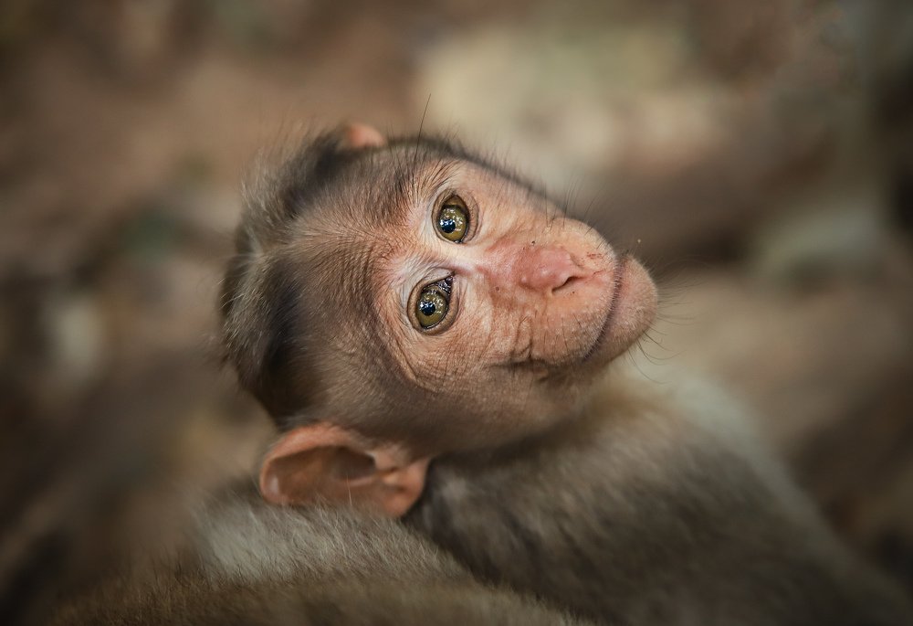 Photograph by  Mahalingam