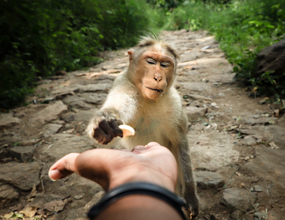 Photograph by  Mahalingam