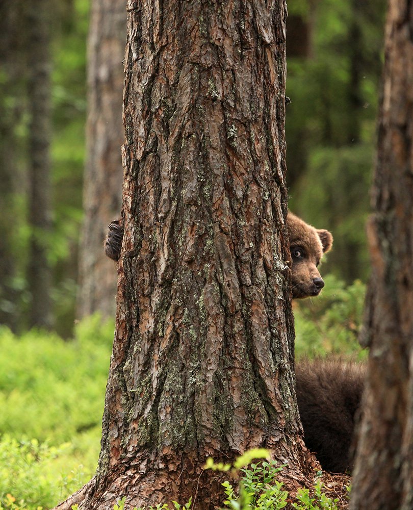 Photograph by Valtteri Mulkahainen