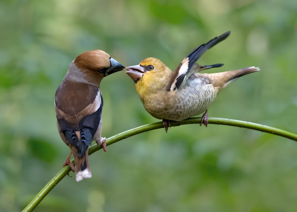 Photograph by Сергей Сильченков